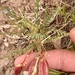 Astragalus eastwoodiae - Photo (c) faerthen, algunos derechos reservados (CC BY-NC), subido por faerthen
