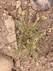 Astragalus eastwoodiae