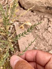 Astragalus eastwoodiae