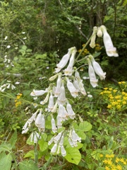 Penstemon tenuiflorus