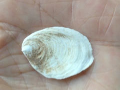 Crepidula plana