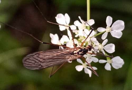 Spotted Cranefly