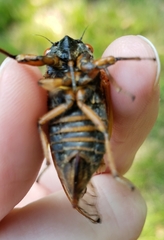 Magicicada septendecula