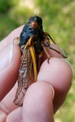 Magicicada septendecula