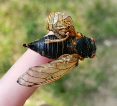 Magicicada septendecula