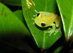 Boophis viridis