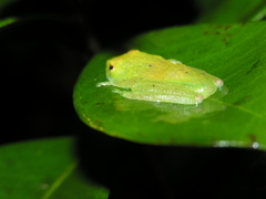 Boophis viridis