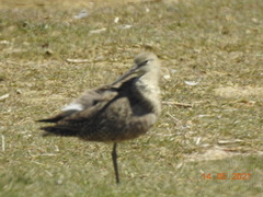 Limosa fedoa