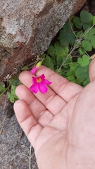 Oxalis bowiei