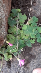 Oxalis bowiei