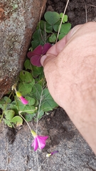 Oxalis bowiei