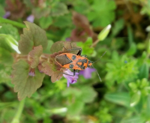 obrubnica červená (Corizus hyoscyami)