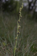 Ophrys insectifera subinsectifera