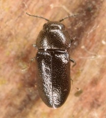 Mastogenius crenulatus