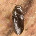 Mastogenius crenulatus - Photo (c) skitterbug, algunos derechos reservados (CC BY), subido por skitterbug