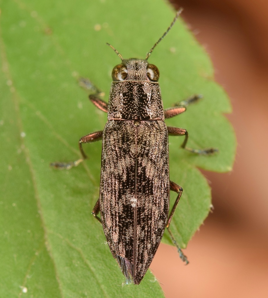 Spectralia gracilipes
