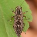 Spectralia gracilipes - Photo (c) skitterbug, some rights reserved (CC BY), uploaded by skitterbug