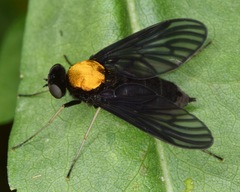 Chrysopilus davisi