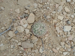 Echinomastus warnockii