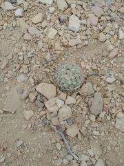 Echinomastus warnockii