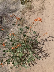 Sphaeralcea grossulariifolia