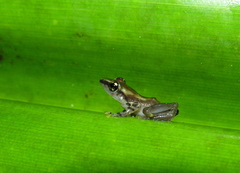 Guibemantis