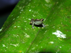 Guibemantis