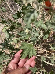 Sphaeralcea grossulariifolia