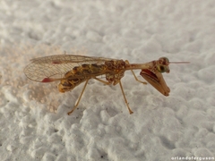 Mantispa styriaca