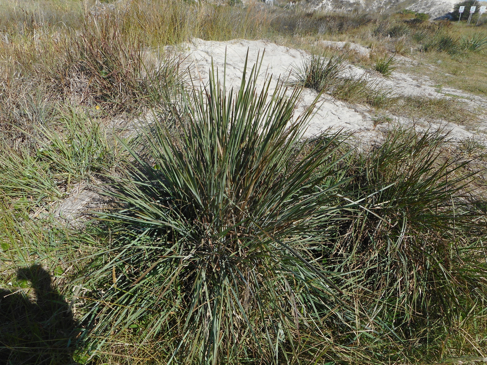 Pasto alfombra