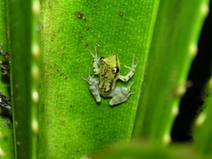 Guibemantis