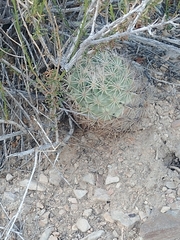 Echinomastus warnockii