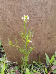 Cardamine parviflora