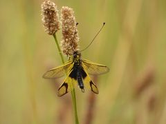 Libelloides longicornis