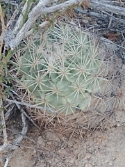 Echinomastus warnockii