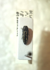 Acmaeodera vulturei