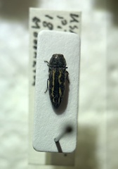 Acmaeodera vulturei
