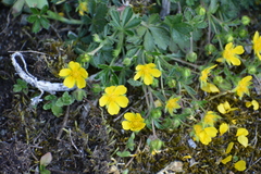 Potentilla incana