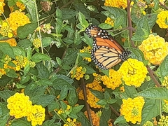 Danaus plexippus