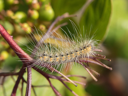 Fall Webworm Moth, photo 5 of 8