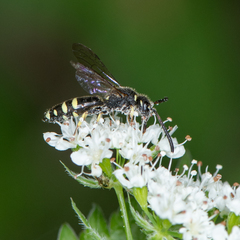 Sapyga martinii