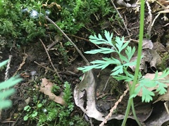 Dicentra formosa