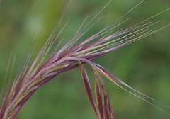 Festuca ambigua