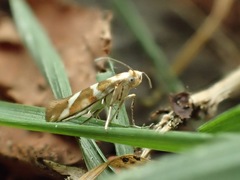 Argyresthia goedartella