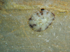 Image of Patella ulyssiponensis