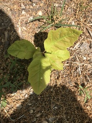Quercus rubra