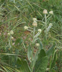 Crepis alpina