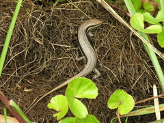 Trachylepis gravenhorstii