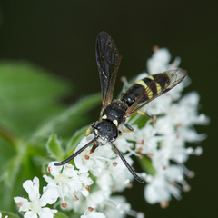 Sapyga martinii