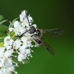 Sapyga martinii